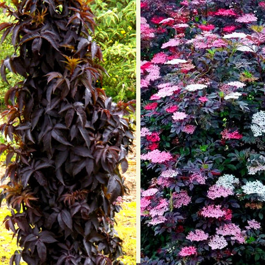 Black Tower Elderberry (Sambucus nigra 'Eiffel 1' BLACK TOWER) - 3 gallon