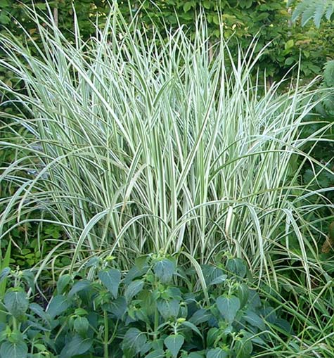 Rigoletto Maiden Grass (Miscanthus sinensis 'Rigoletto') - 3 gallon