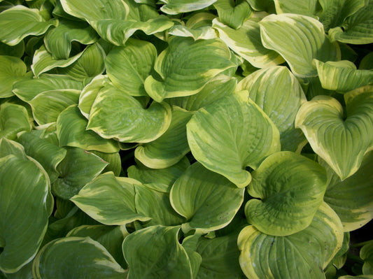 Fragrant Bouquet Plantain Lily (Hosta fragrant 'Fragrant Bouquet') - 1 gallon