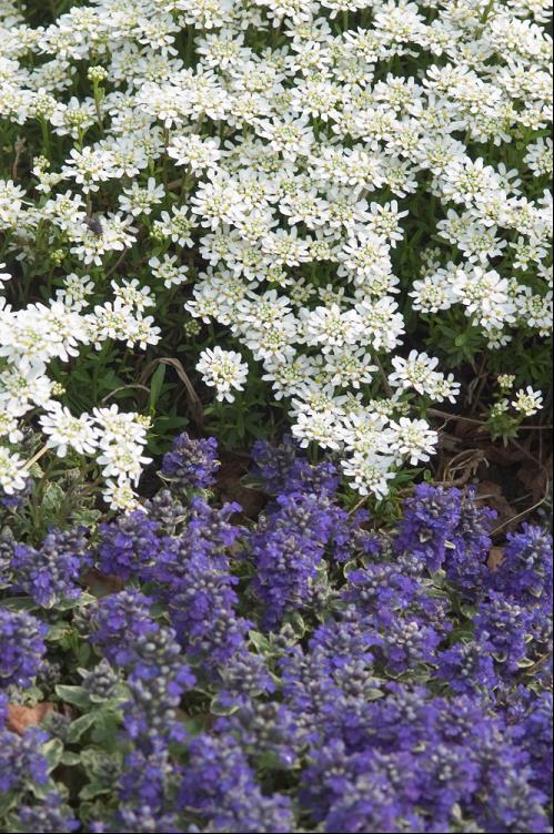 Alexander’s White Candytuft (Iberis sempervirens 'Alexanders White') - 1 gallon