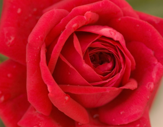 Kashmir Rose (Rosa E.E 'Kashmir') - 2 gallon