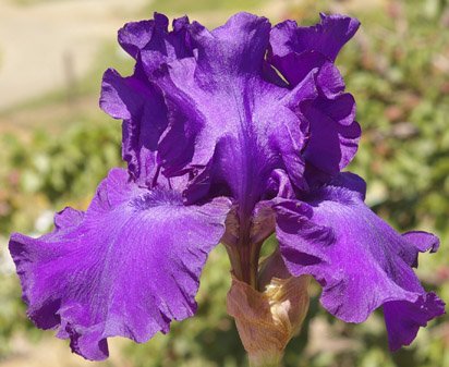His Royal Highness German Iris (Iris germanica 'His Royal Highness') - 1 gallon