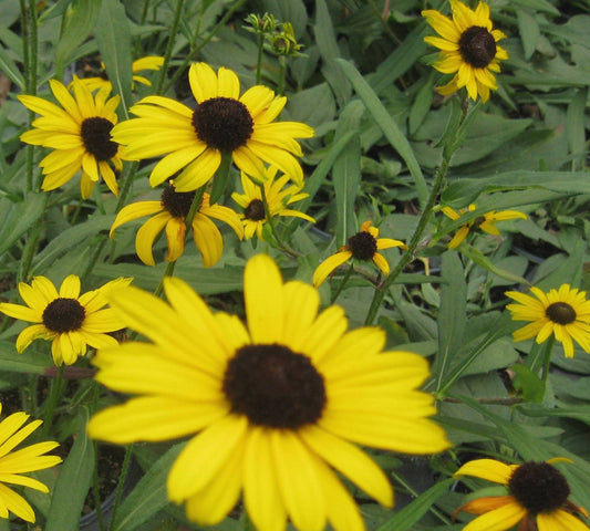 Little Suzy Black-Eyed Susan (Rudbeckia fulgida 'Little Suzy') - 1 gallon