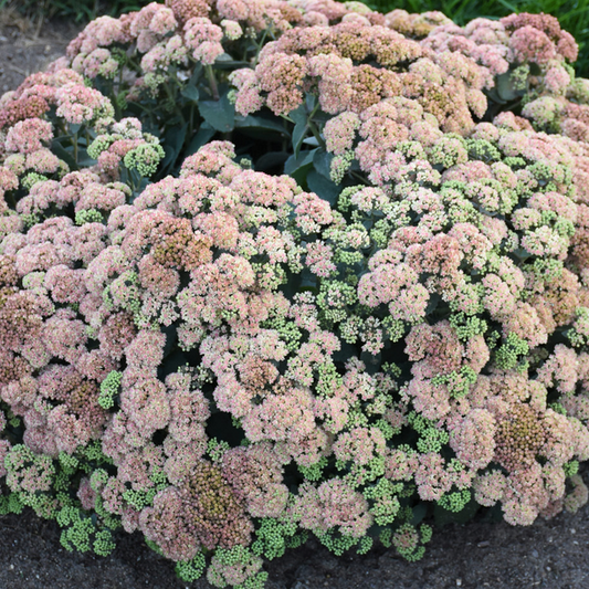 Rock 'N Grow® 'Coraljade' Stonecrop (Sedum coraljade) - 1 gallon