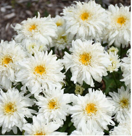 Amazing Daisies® 'Marshmallow' Shasta Daisy (Leucanthemum marshmallow) - 1 gallon