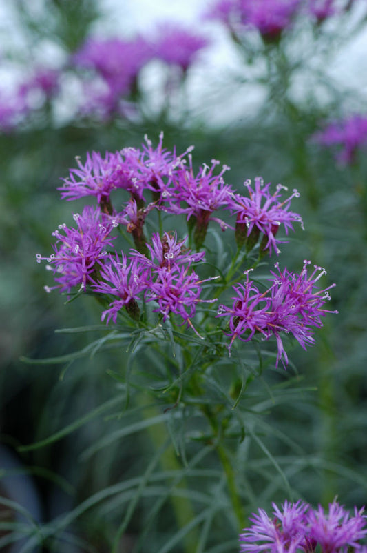 Iron Butterfly Narrow-leaf Ironweed (Vernonia lettermannii 'Iron Butterfly') - 2 gallon