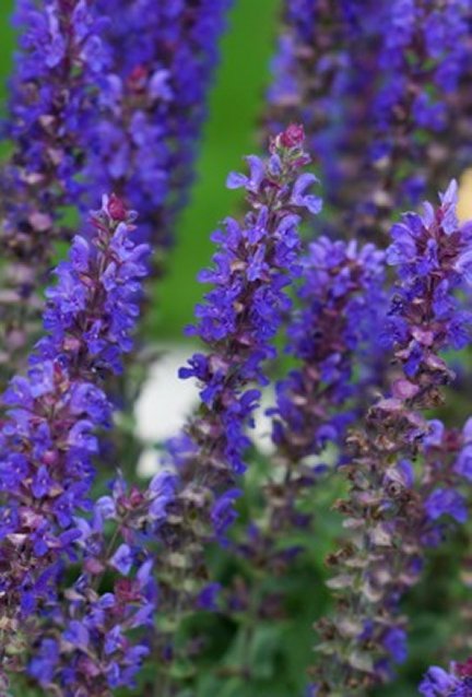 Blue Bouquetta® Catmint (Salvia blue 'Bouquetta') - 1 gallon