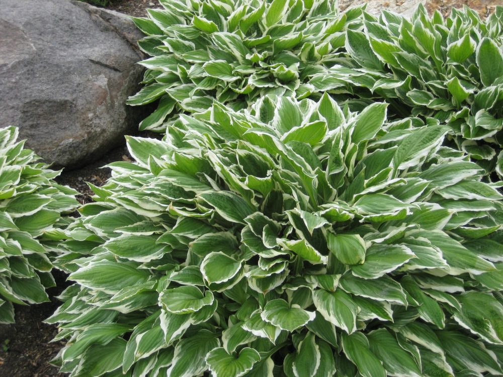 Francee Plantain Lily (Hosta francee 'Francee') - 1 gallon
