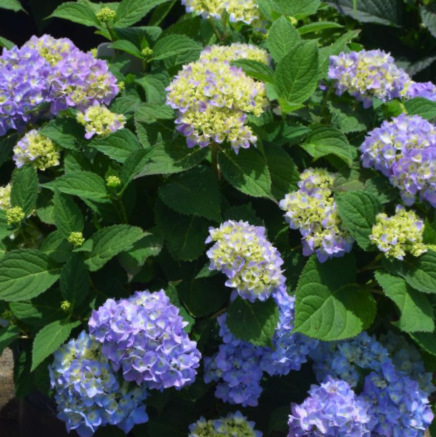 Azure Skies™ Mophead Hydrangea (Hydrangea macrophylla 'Azure Skies' (COF HM1)) - 3 gallon