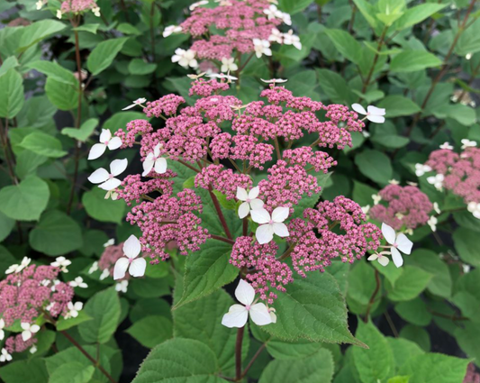 Invincibelle Lace® Smooth hydrangea (Hydrangea arborescens 'Invincibelle Lace') - 3 gallon