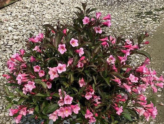Sonic Bloom® Wine Weigela (Weigela sonic 'Bloom Wine') - 3 gallon 15"