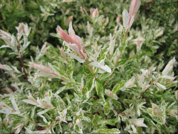 Dappled Willow (Salix integra 'Hakuro Nishiki') - 1 gallon 24"