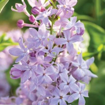 New Age™ Lavender Lilac (Syringa vulgaris 'New Age Lavender' (G13099)) - 3 gallon