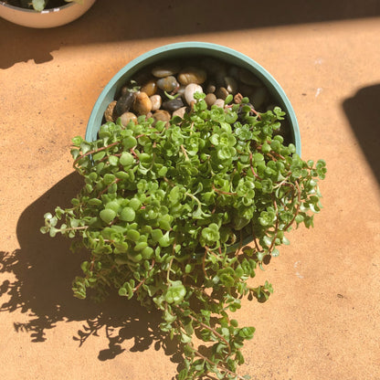 7" Sage Green Orbital Bamboo Planter