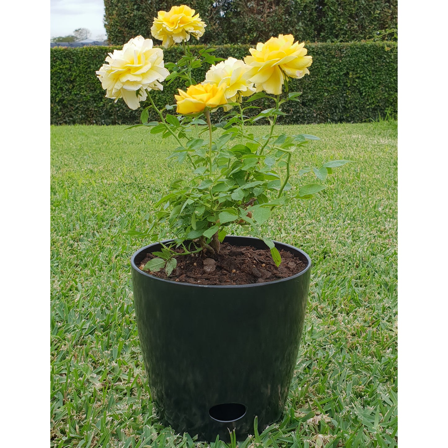 7" Black Round Self-Watering Bamboo Pot