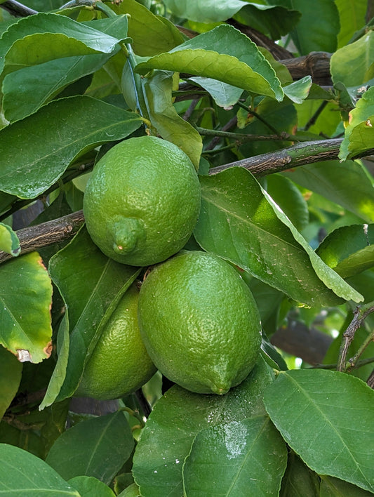 Key Lime (Citrus x aurantiifolia Key Lime) - 3 gallon SHRUB